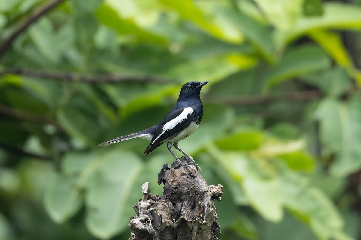 Oriental Magpie-Robin - ML638168218