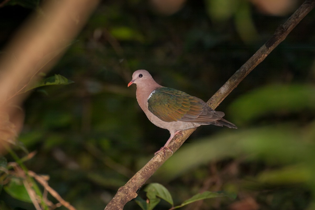 Pacific Emerald Dove - ML638168220