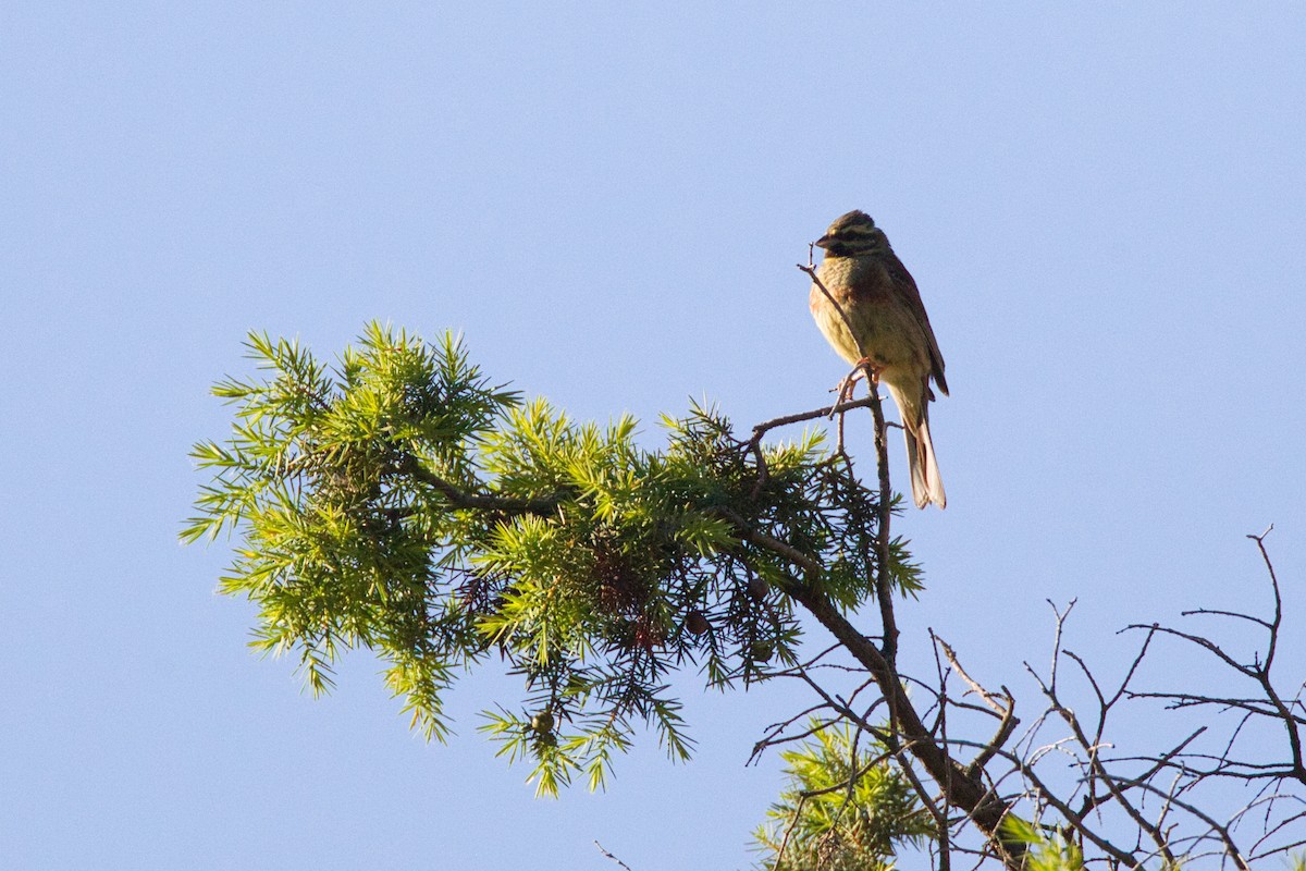 Cirl Bunting - ML638168223