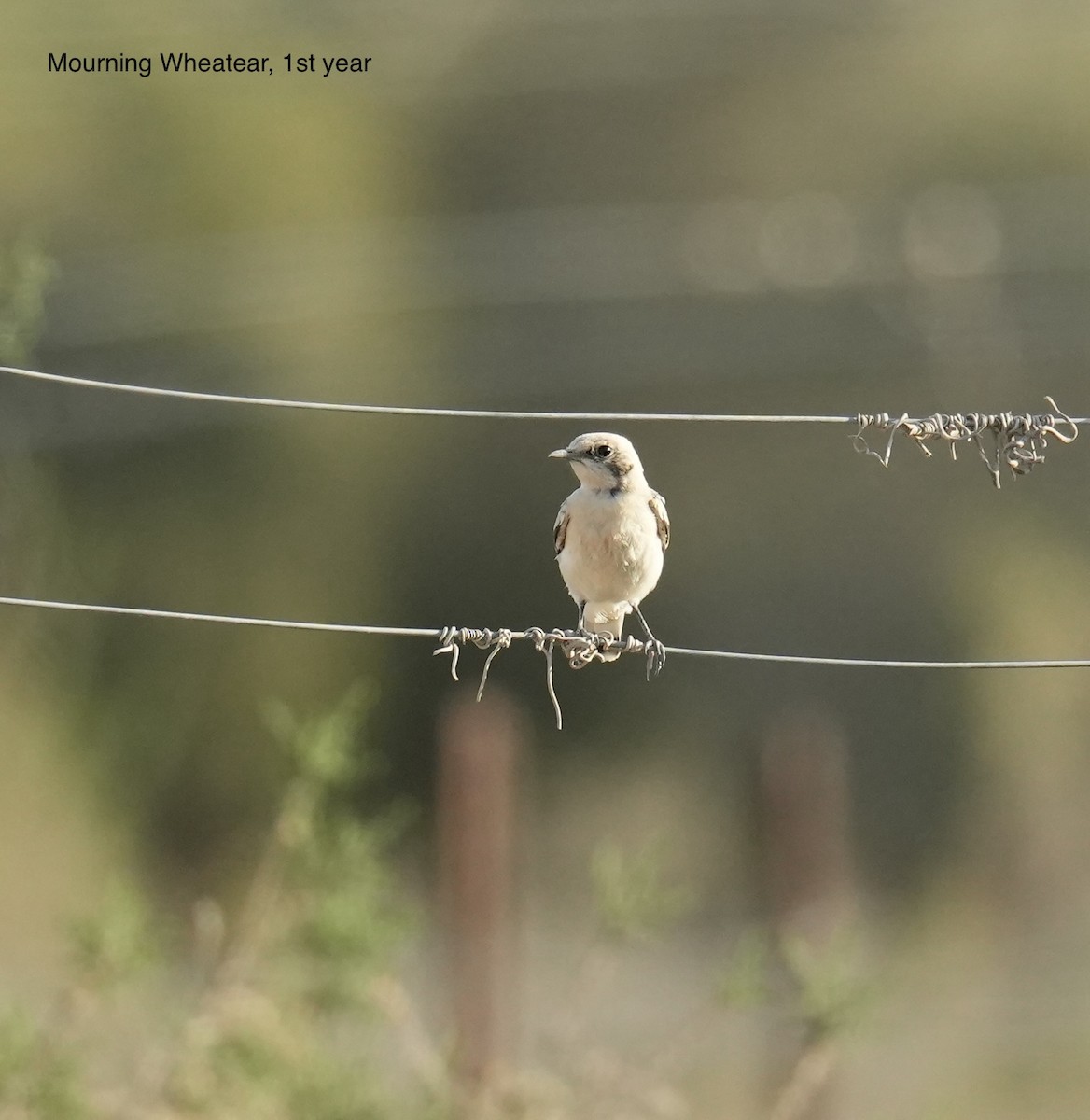 Mourning Wheatear - ML638168225