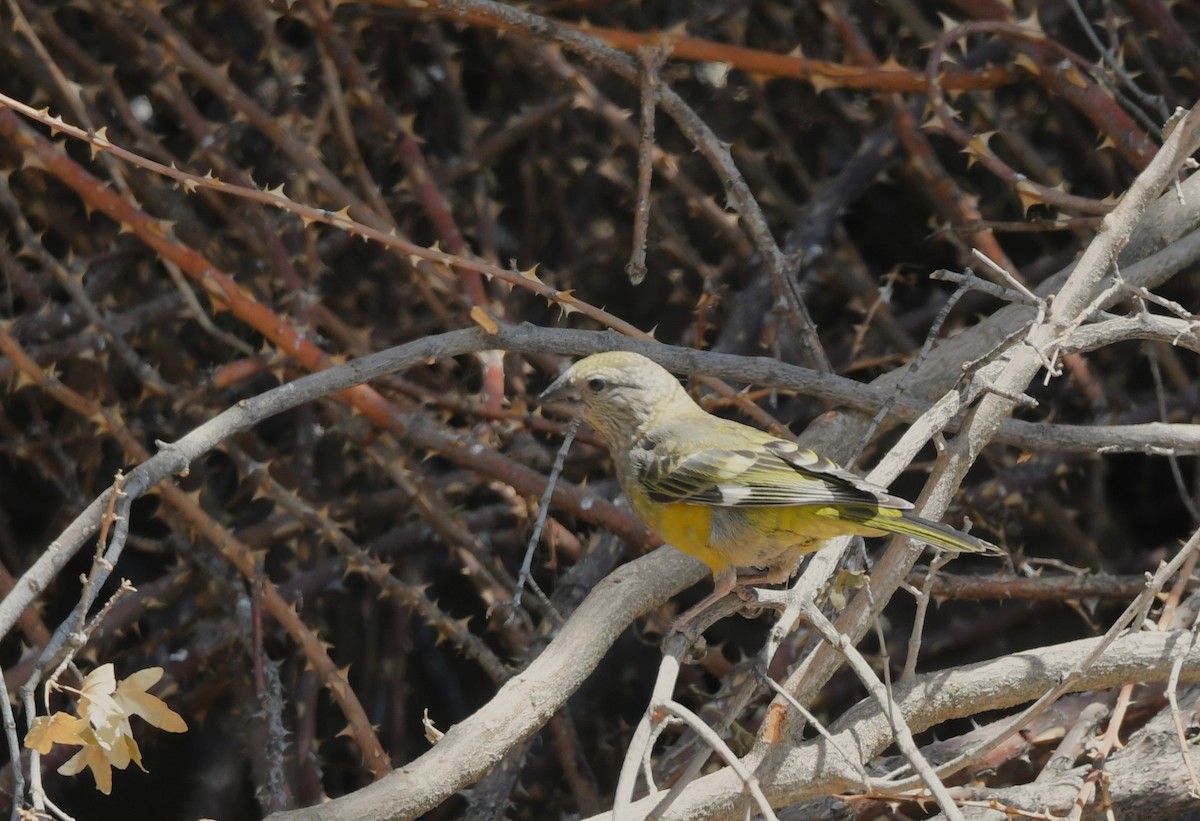 White-winged Grosbeak - ML638168226