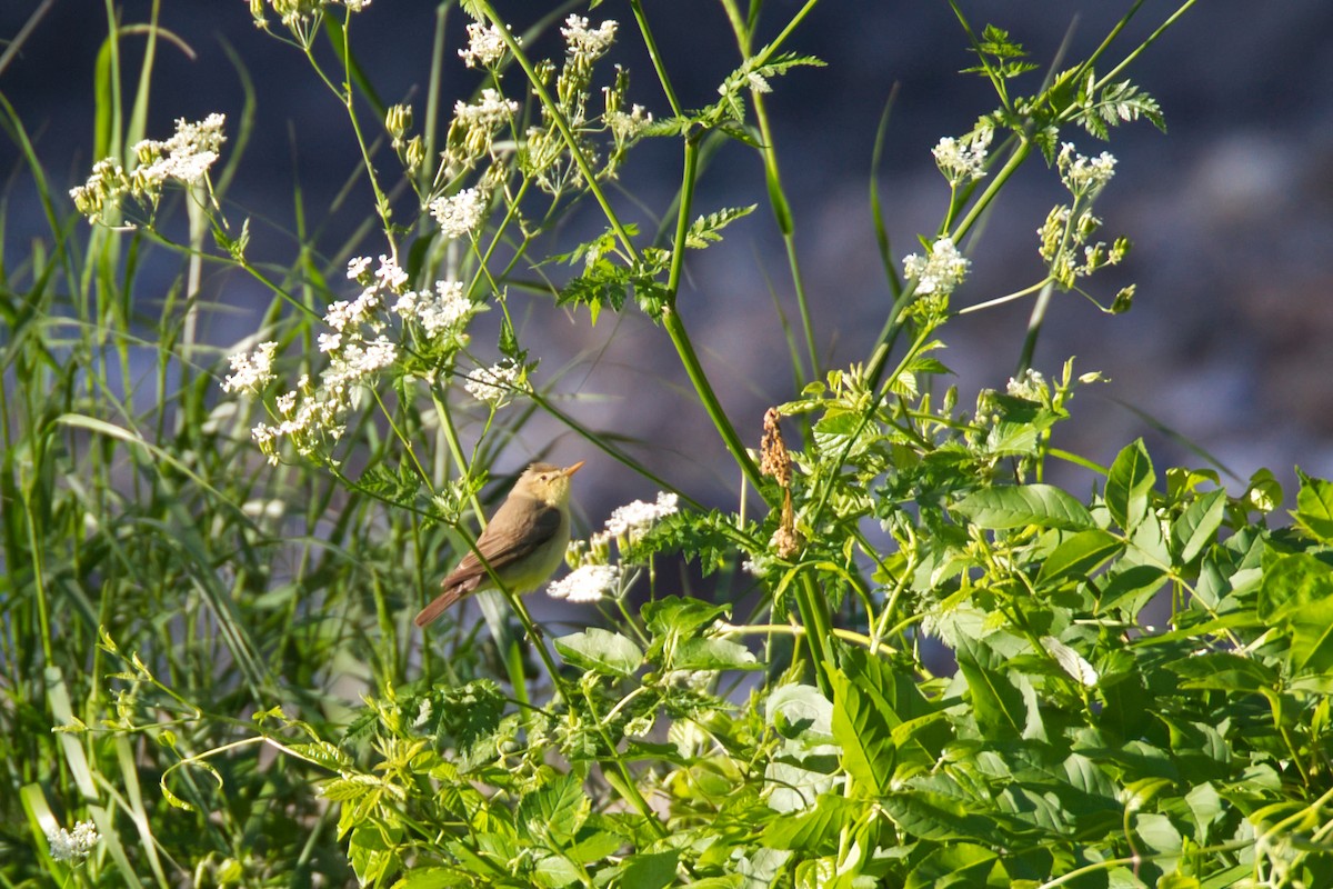 Melodious Warbler - ML638168227