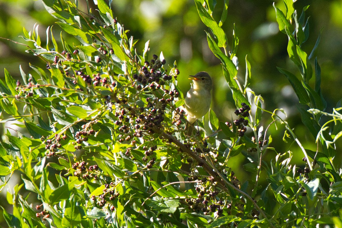 Melodious Warbler - ML638168228