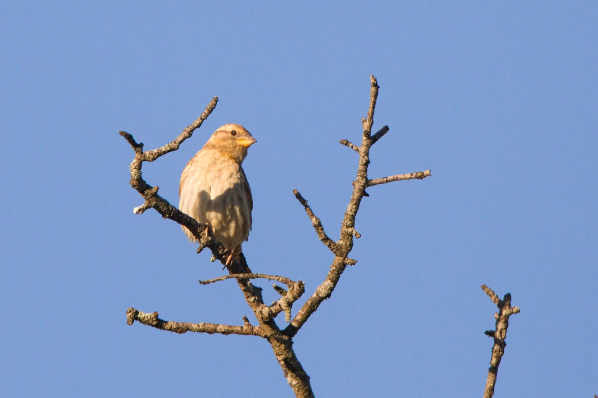 Rock Sparrow - ML638168229