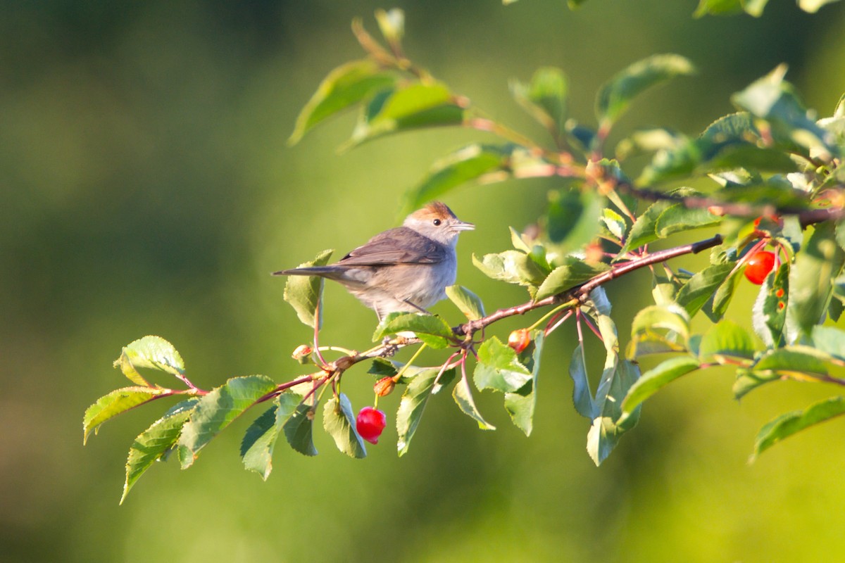 Eurasian Blackcap - ML638168231