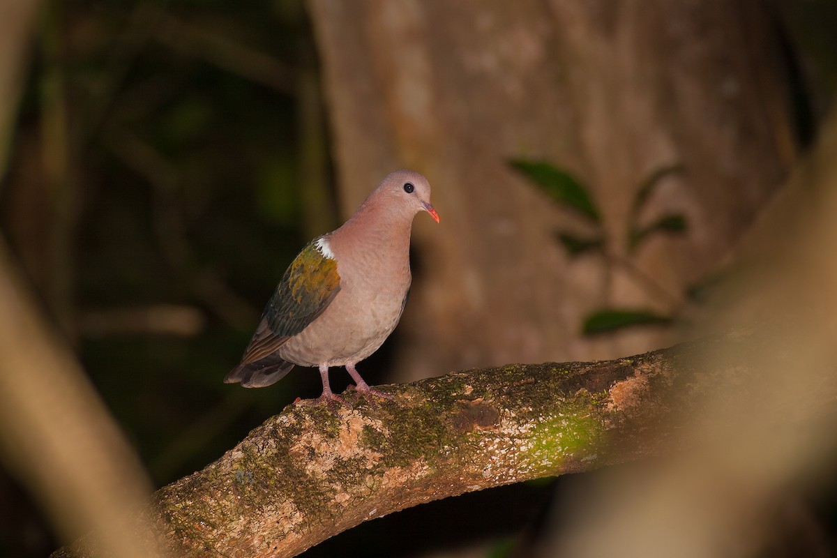 Pacific Emerald Dove - ML638168232