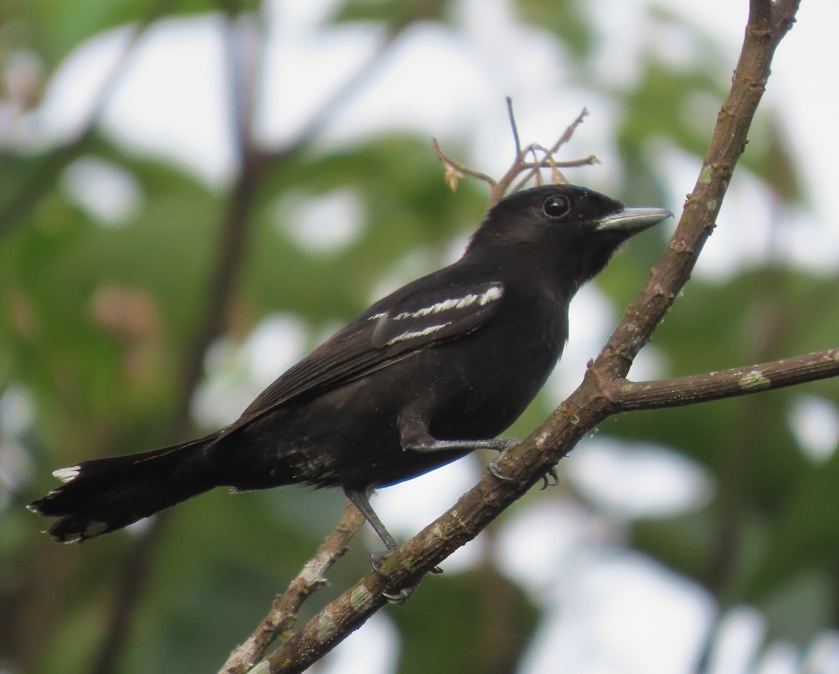 White-winged Becard - ML638168234