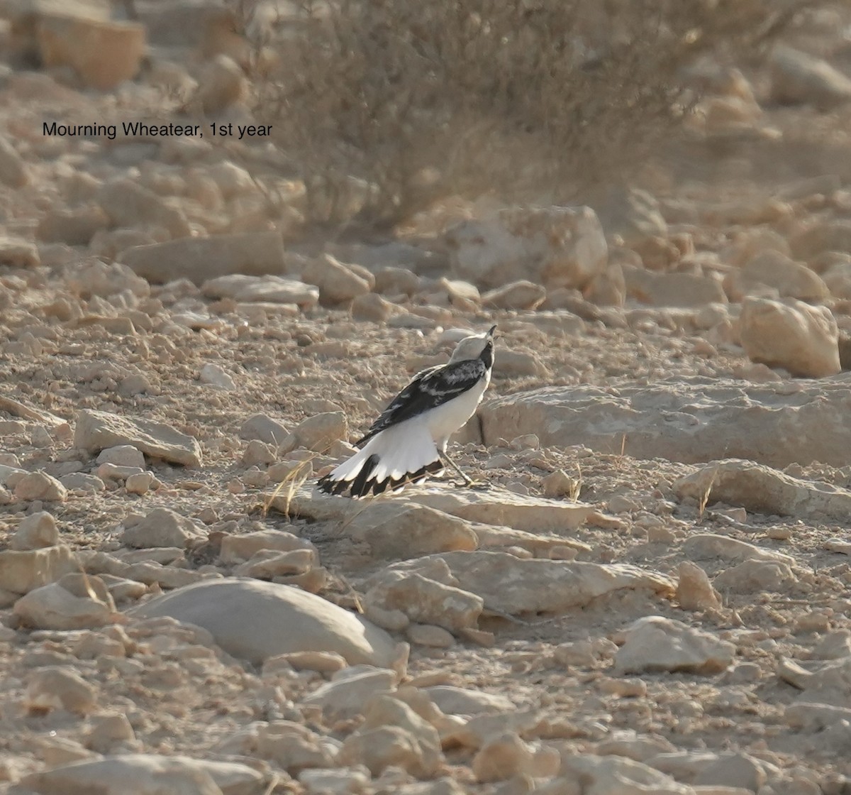 Mourning Wheatear - ML638168239
