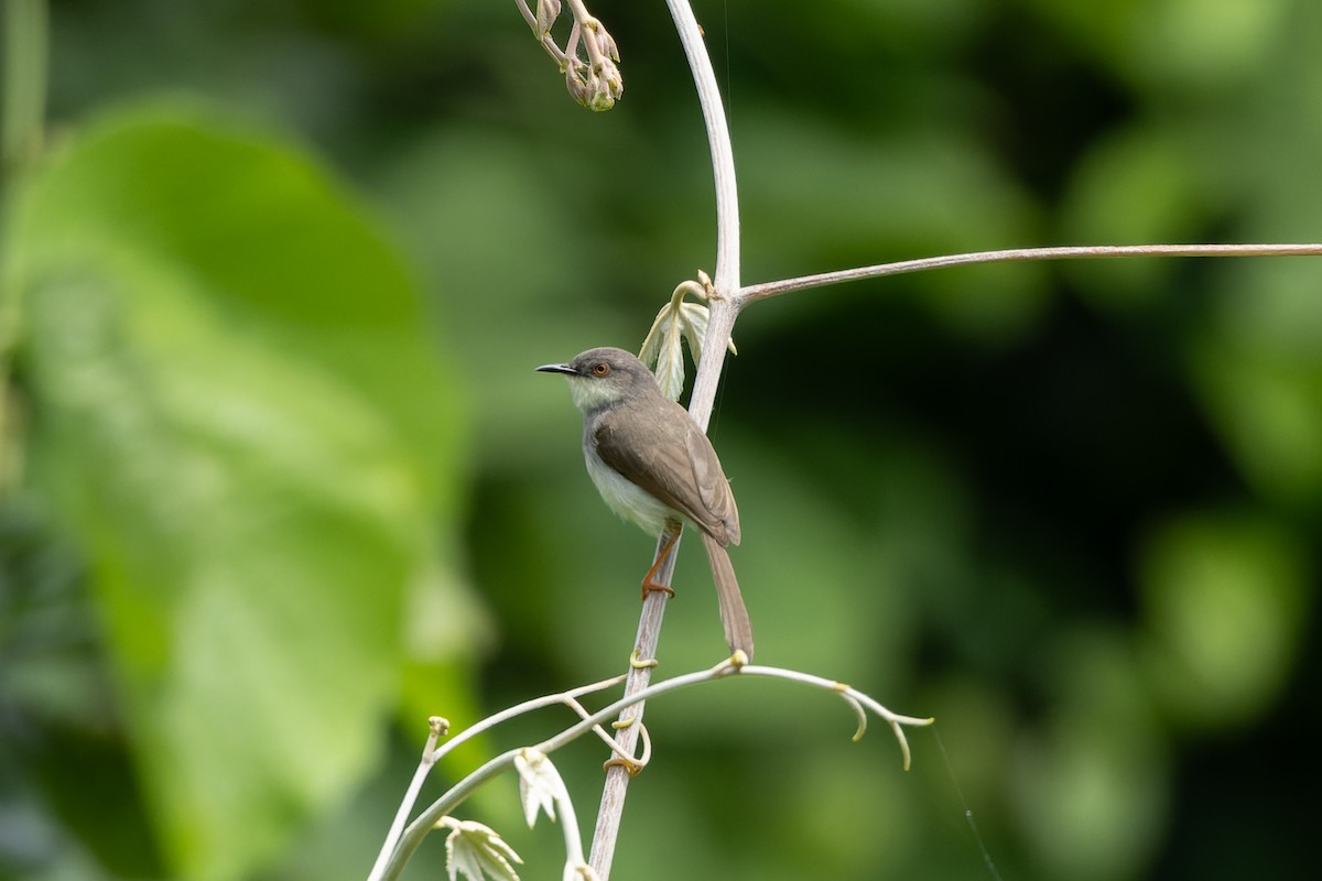Gray-breasted Prinia - ML638168248