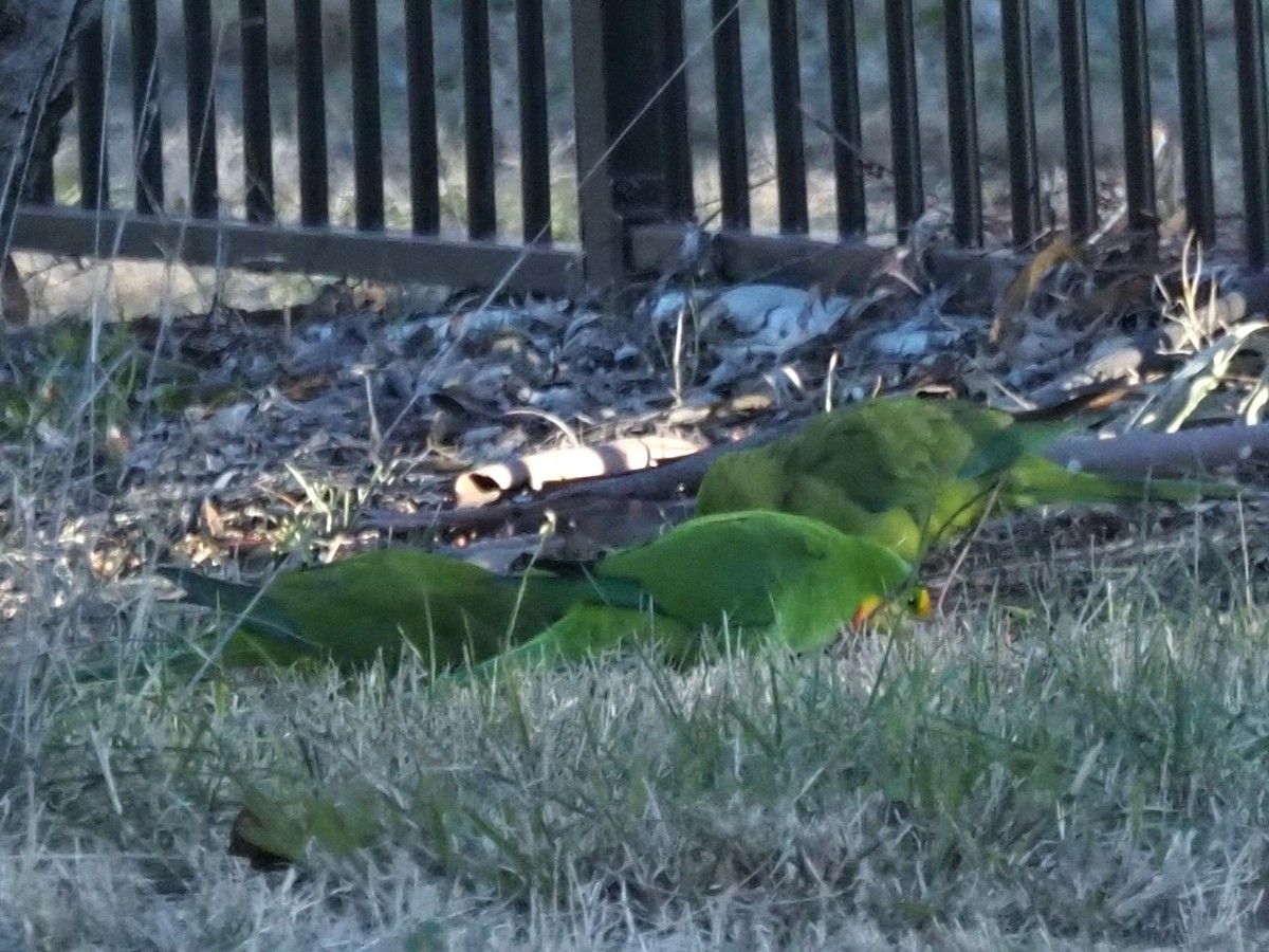 Superb Parrot - ML638168261