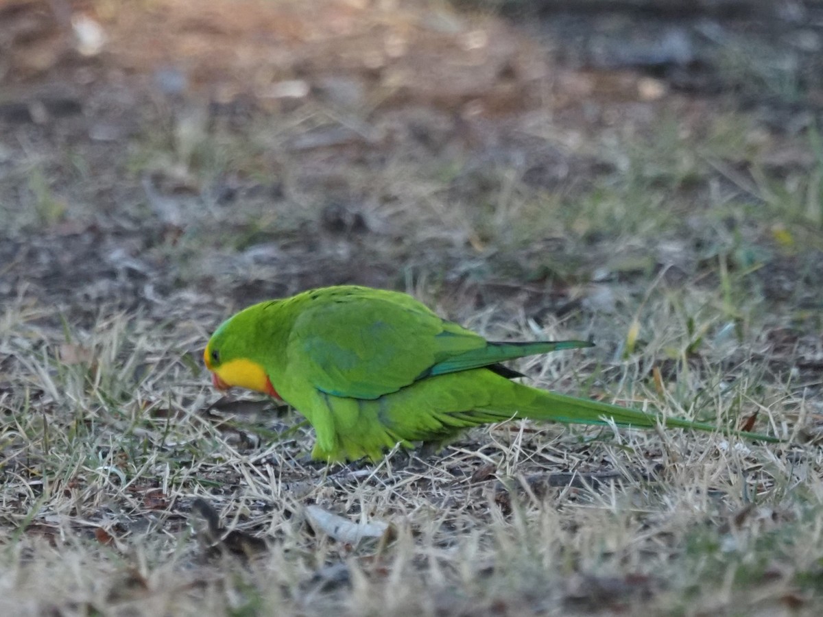 Superb Parrot - ML638168262