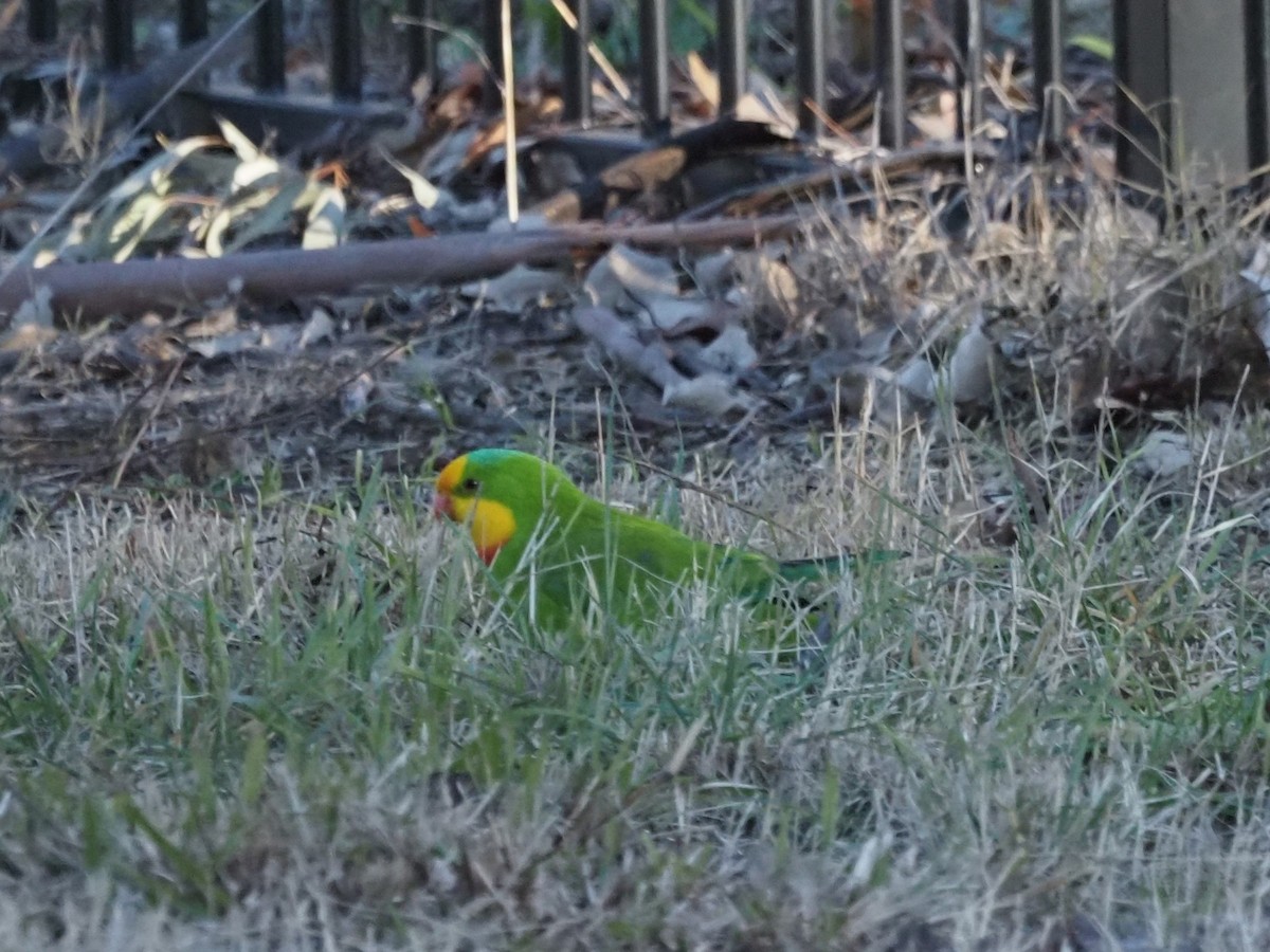 Superb Parrot - ML638168263