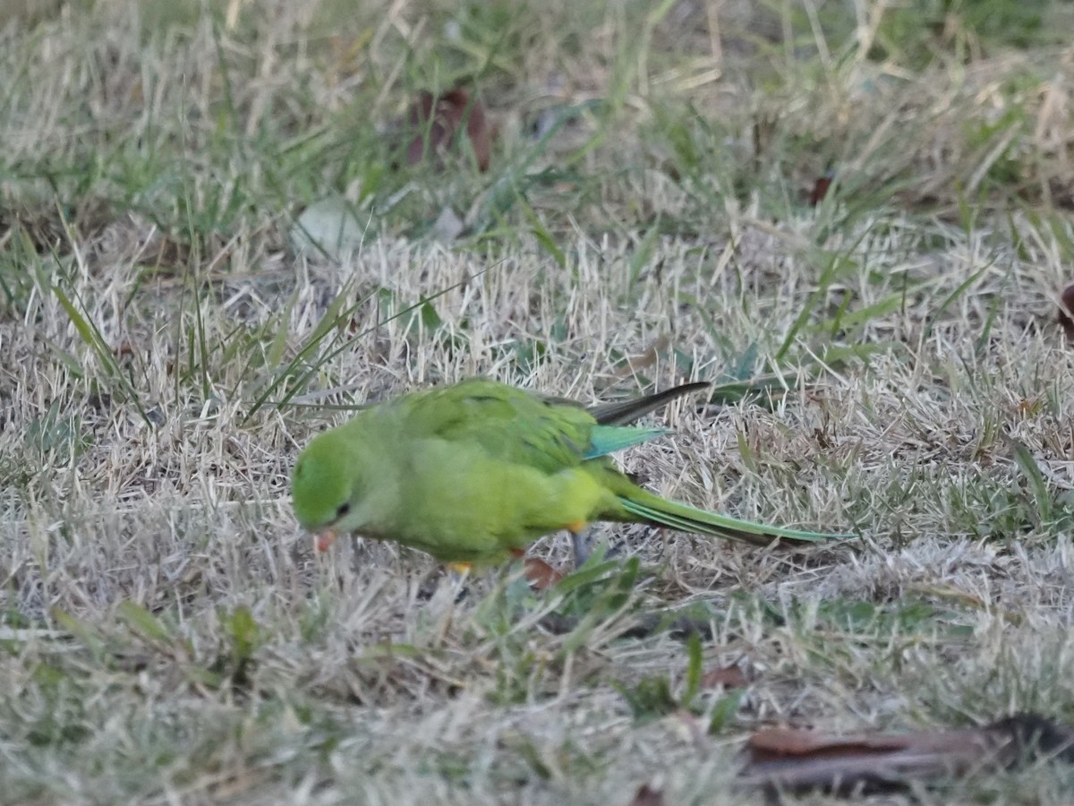 Superb Parrot - ML638168264