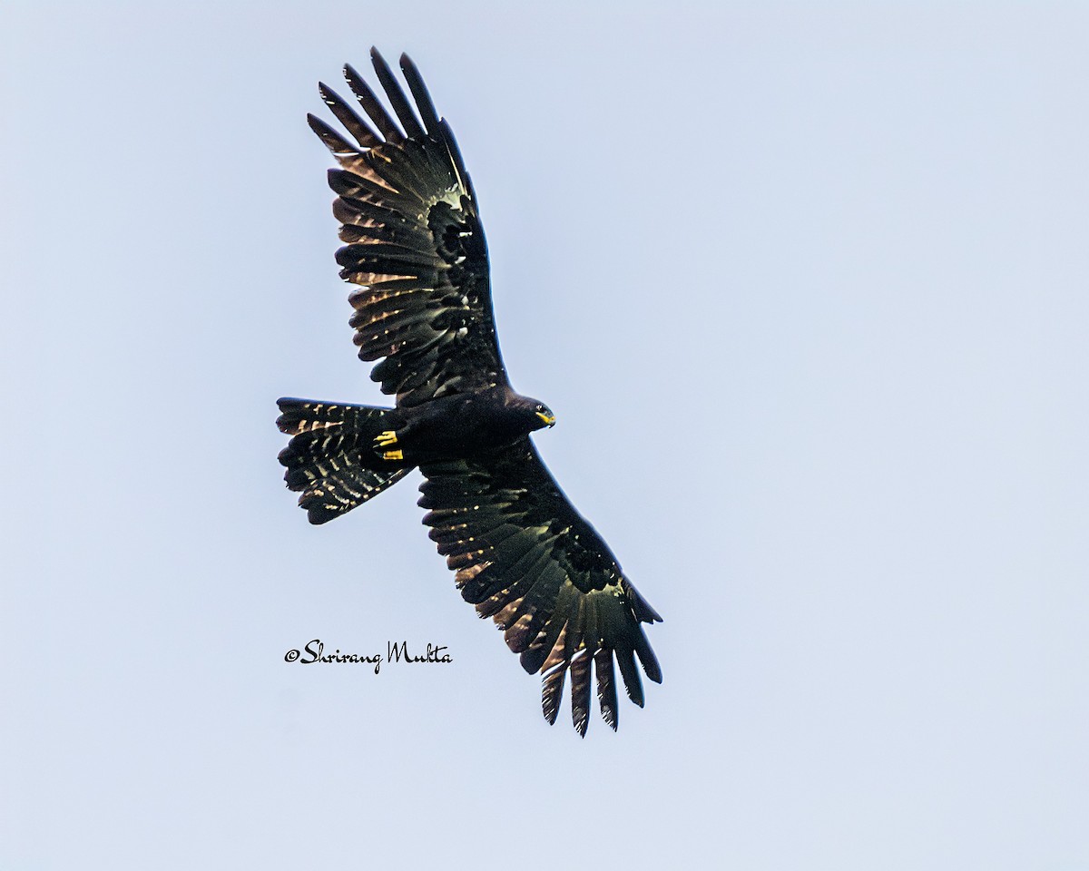 Black Eagle - ML638168290