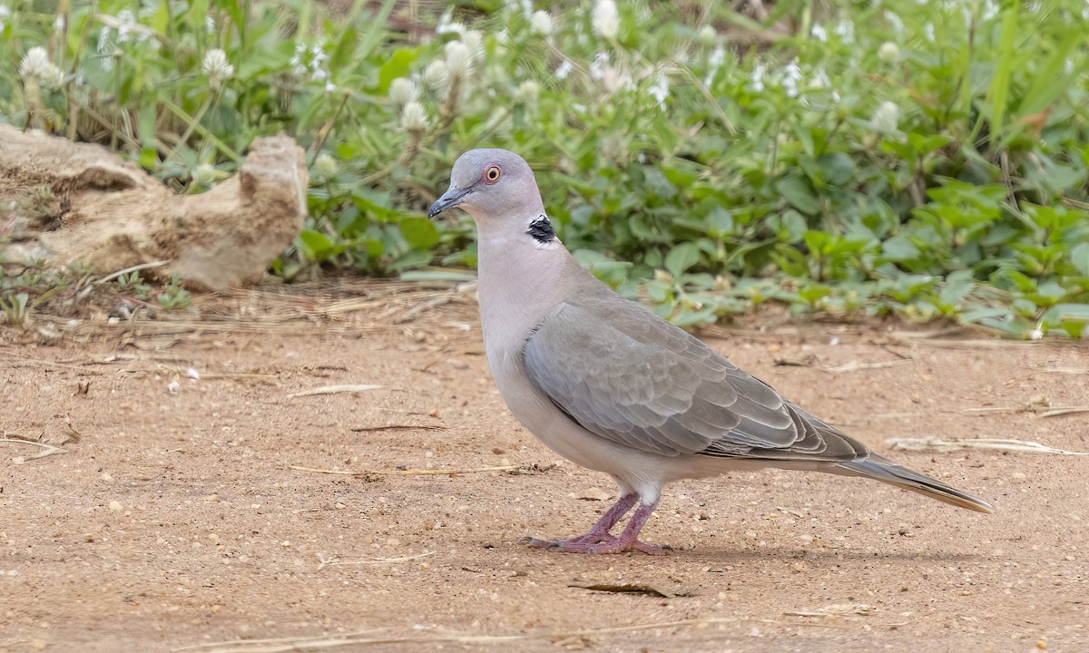 Mourning Collared-Dove - ML638168295