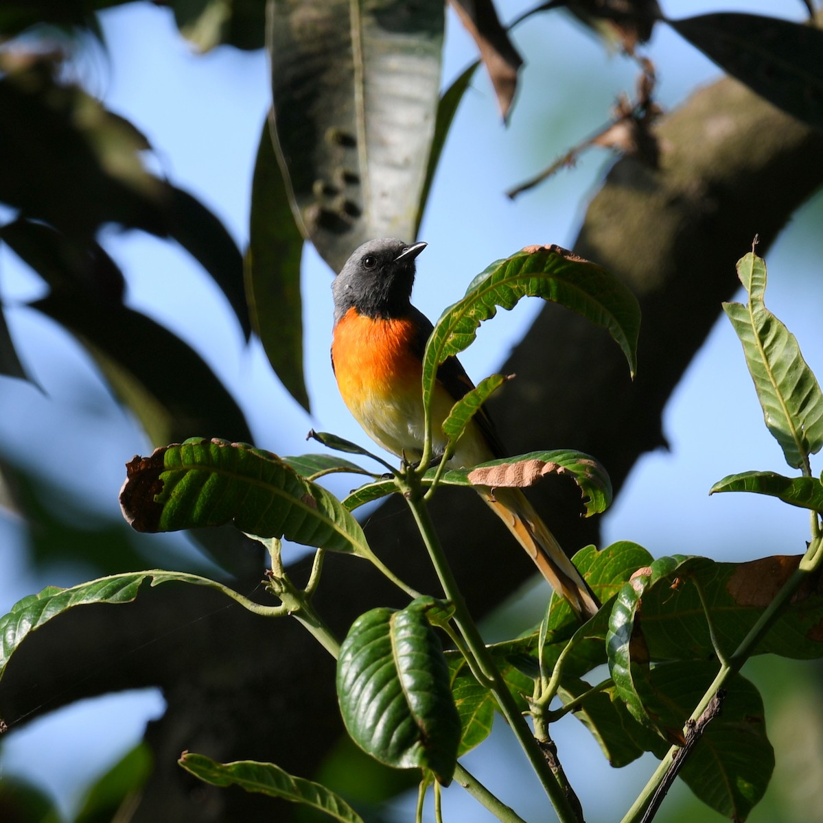 Small Minivet - ML638168297