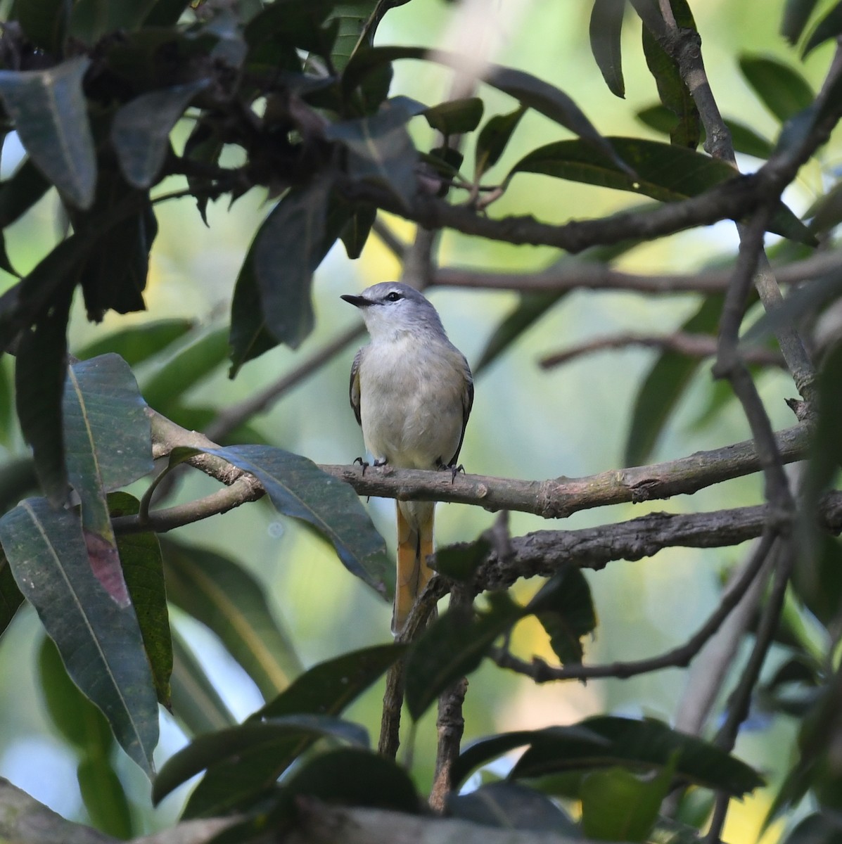 Small Minivet - ML638168310