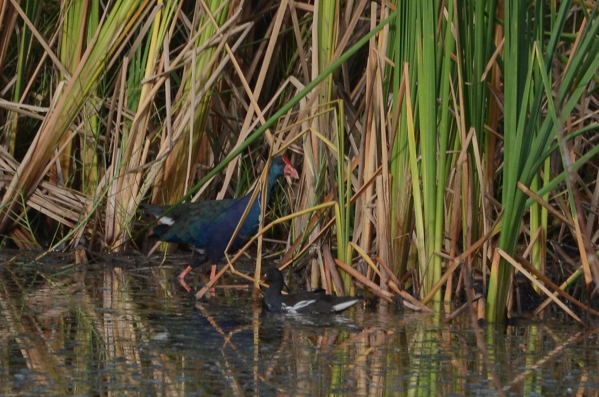 African Swamphen - ML638168353