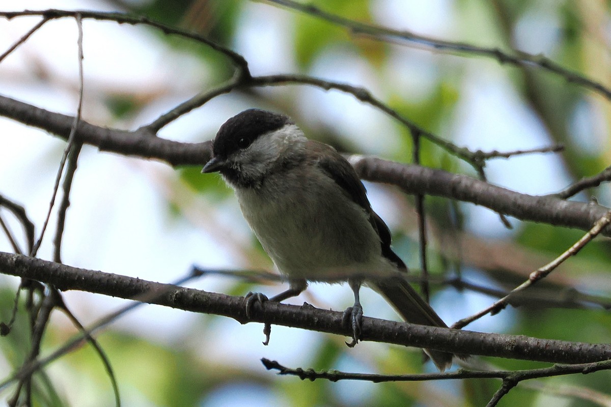 Marsh Tit - ML638168364