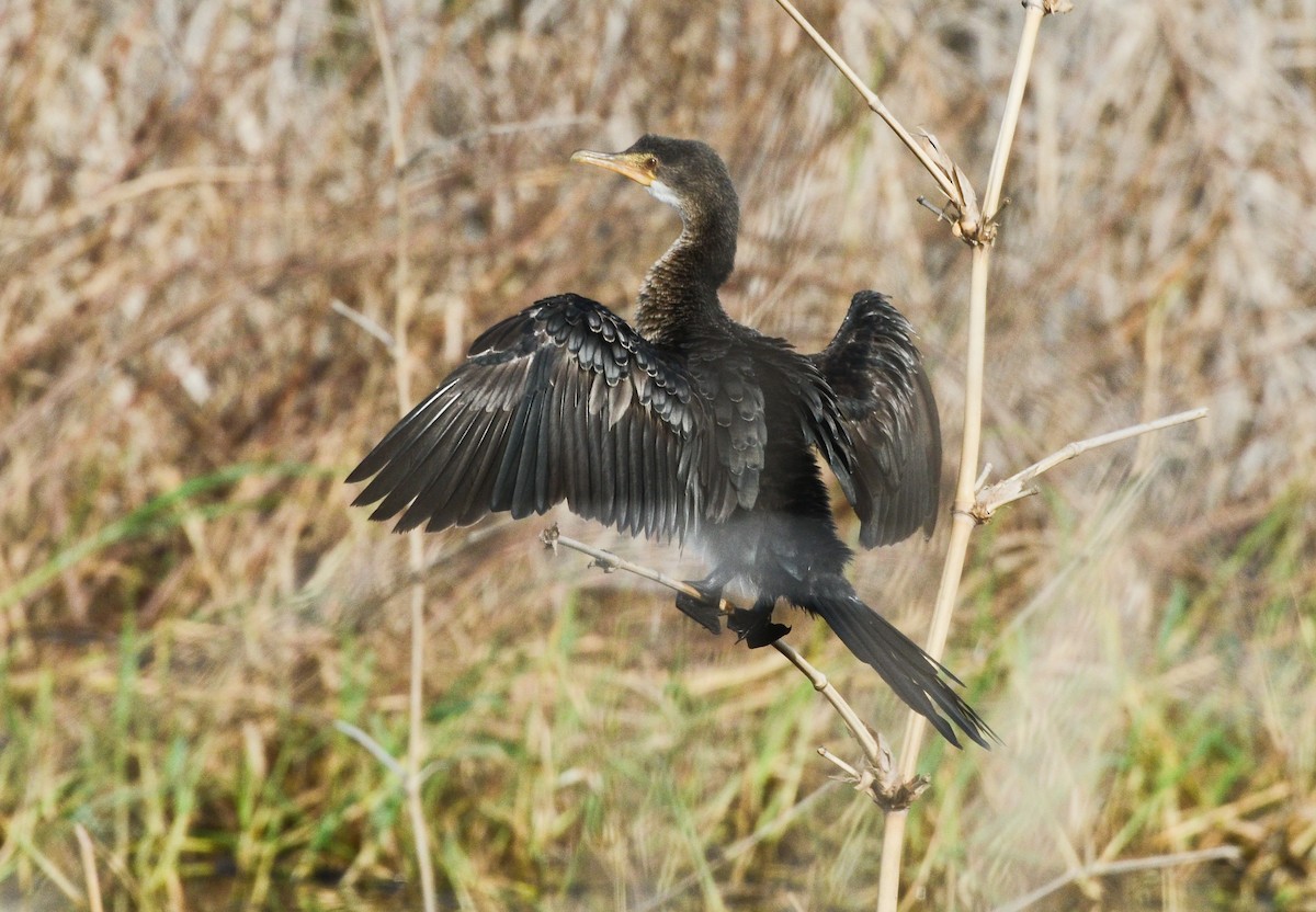 Reed Cormorant - ML638168369