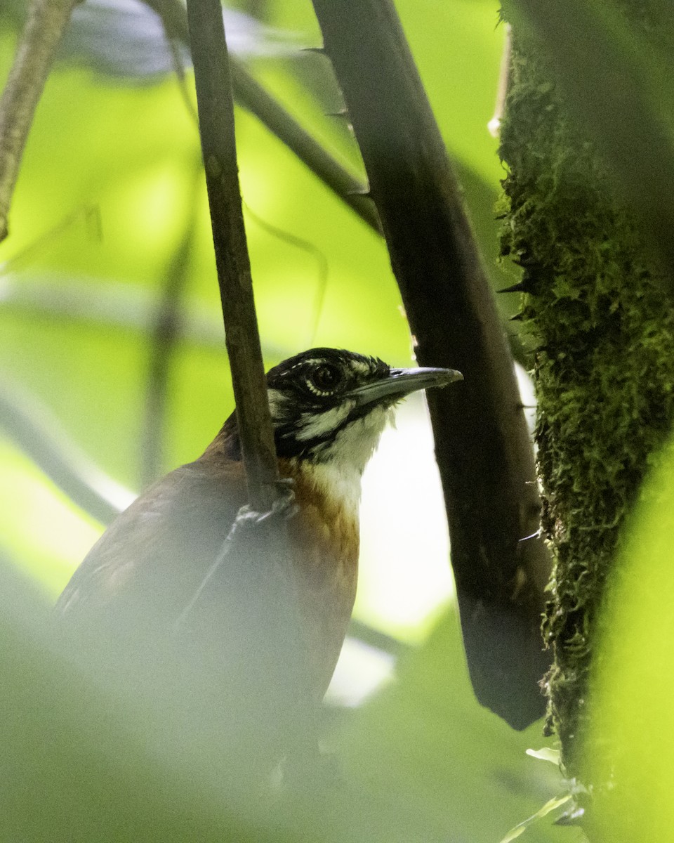 Bay Wren - ML638168397