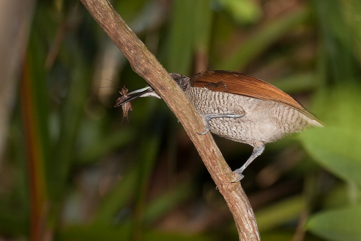 Magnificent Riflebird - ML638168412