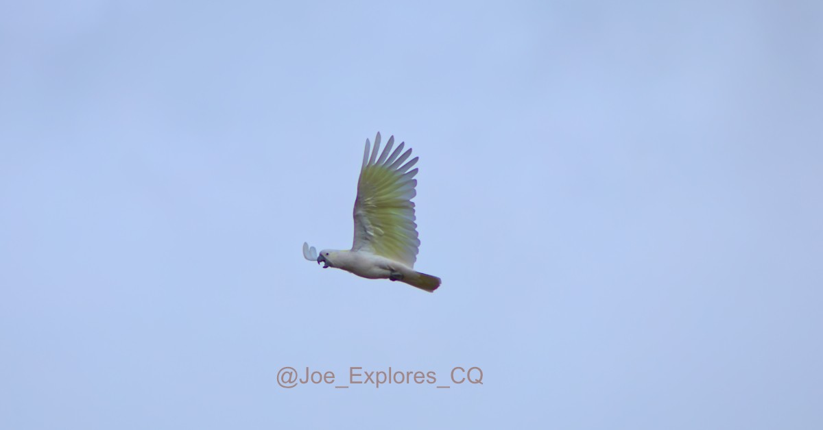 Sulphur-crested Cockatoo - ML638168420