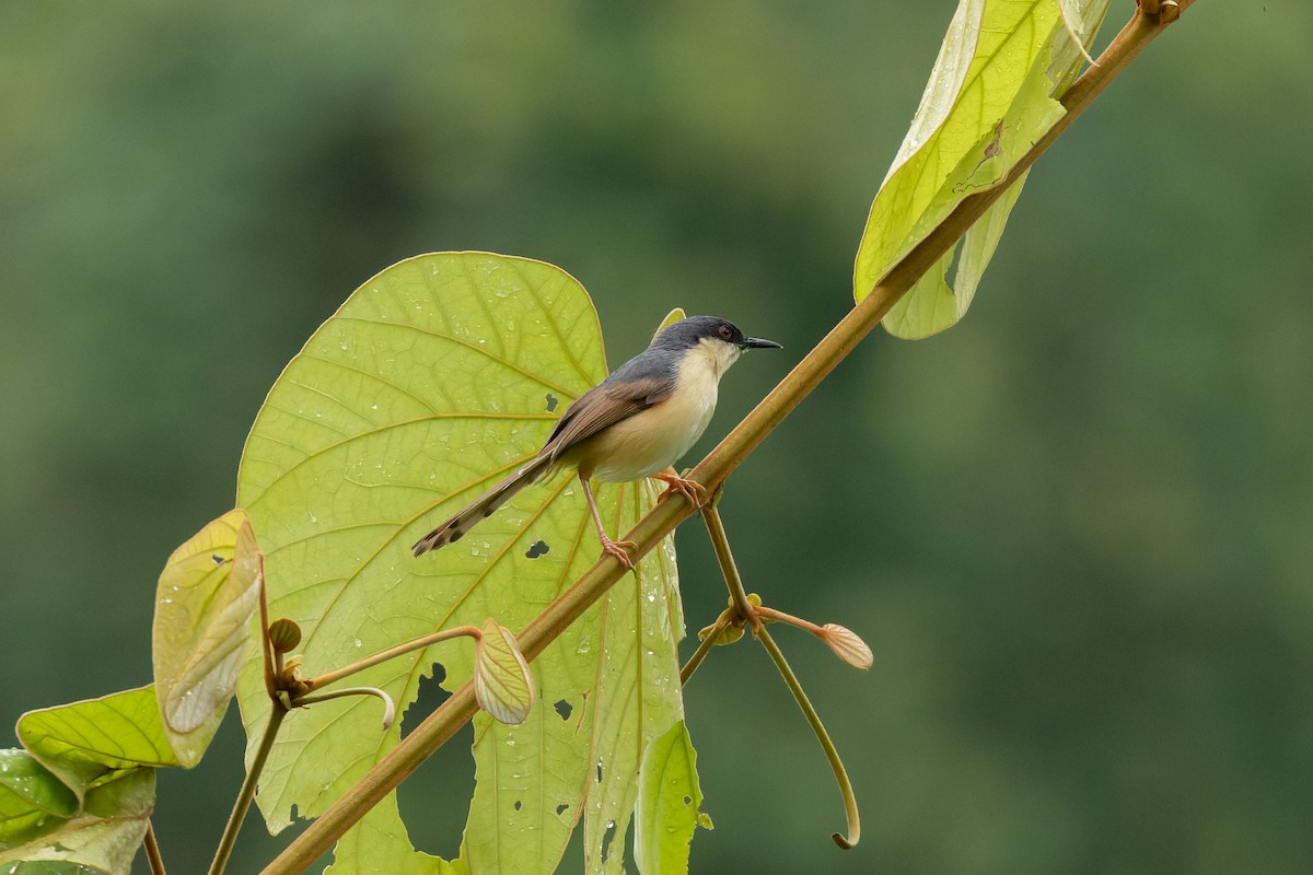 Ashy Prinia - ML638168423