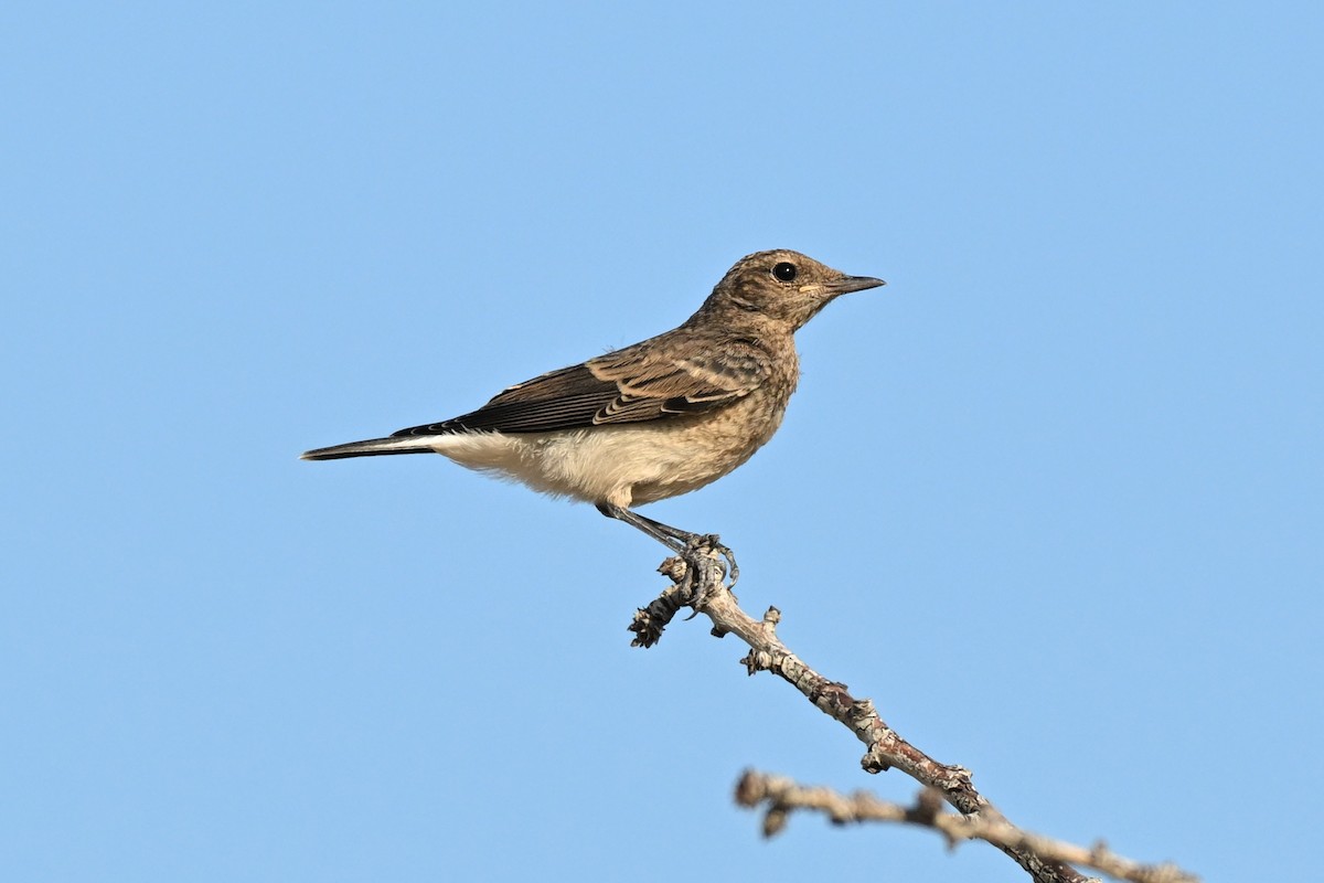 Eastern Black-eared Wheatear - ML638168448