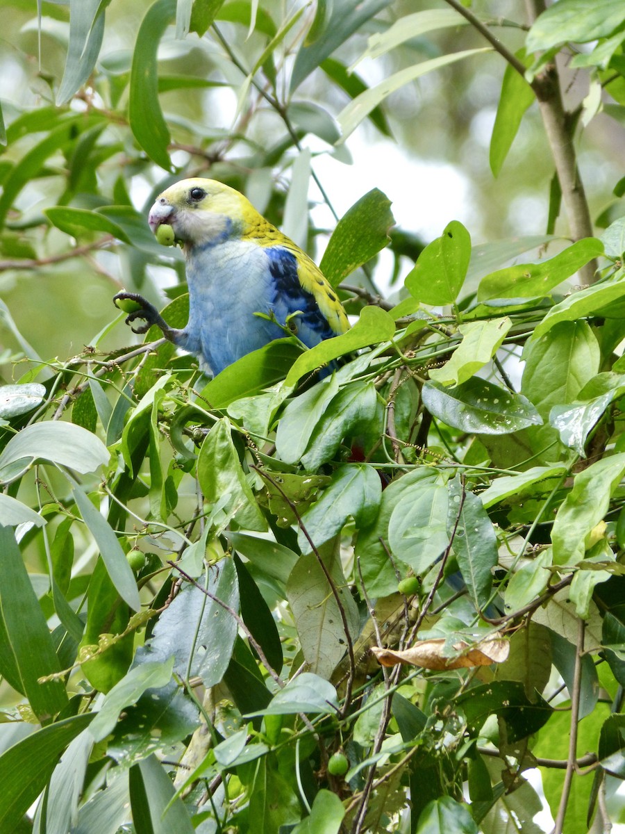 Pale-headed Rosella - ML638168451
