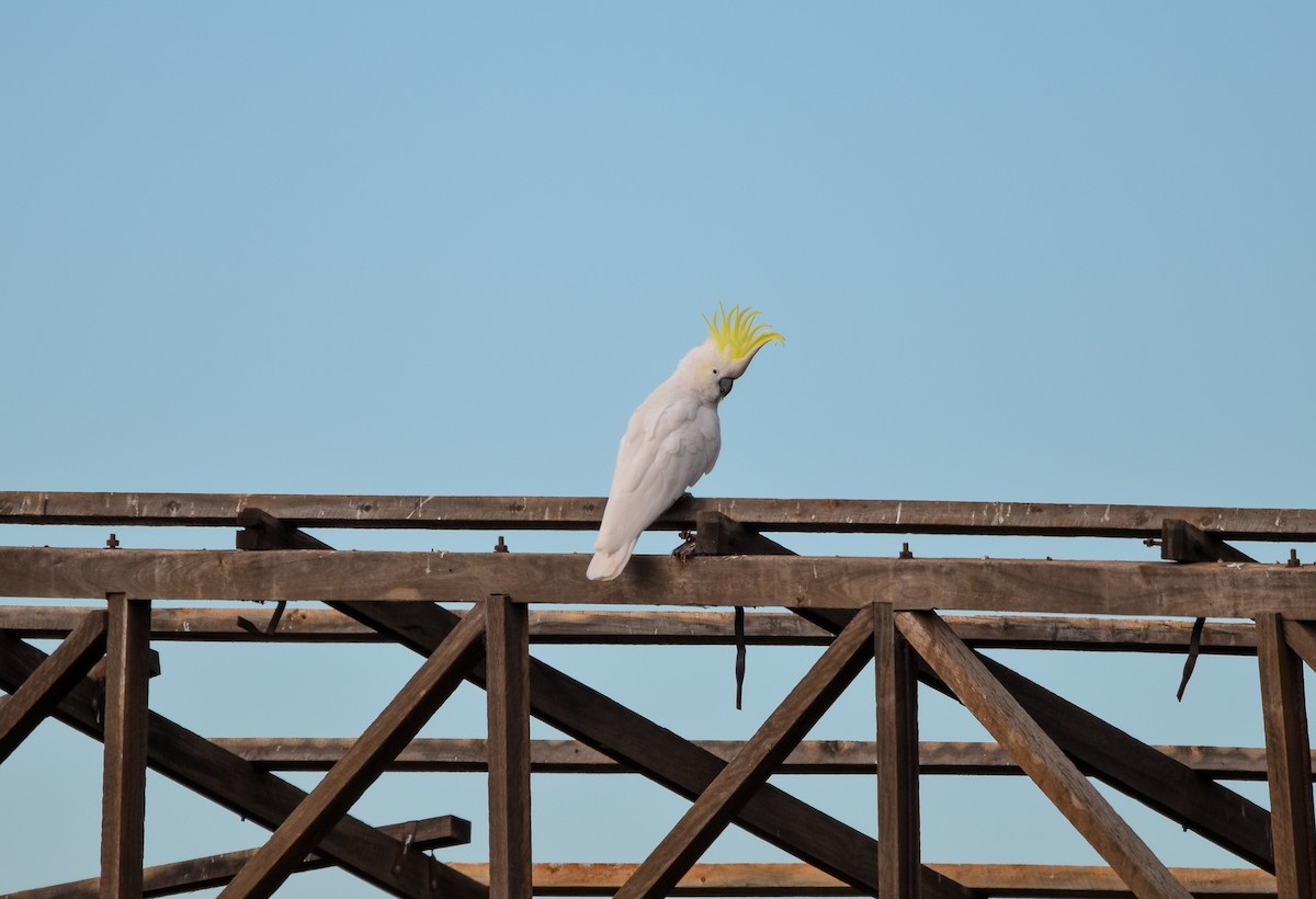 Sulphur-crested Cockatoo - ML638168465