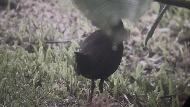 Blackish Rail - ML638168472