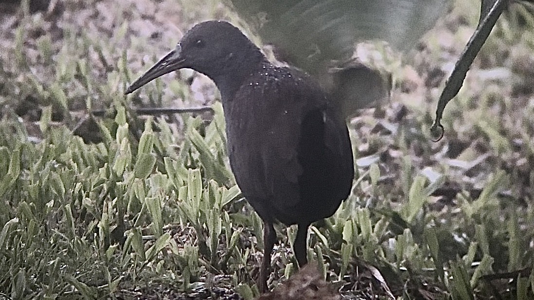Blackish Rail - ML638168500