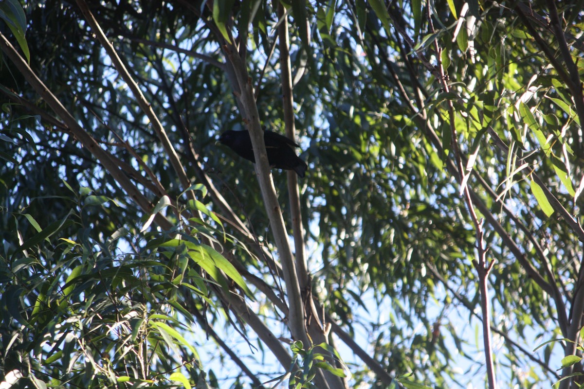 Satin Bowerbird - ML638168512