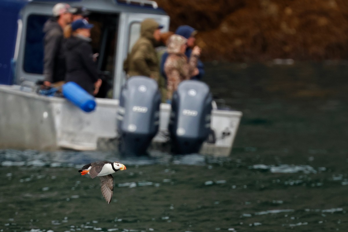 Horned Puffin - ML638168526