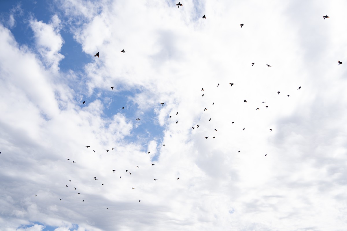 Red-winged Starling - ML638168538