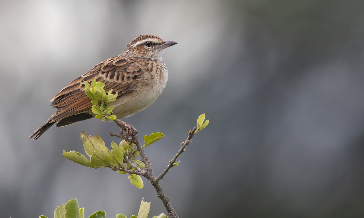 Fawn-colored Lark - ML638168555