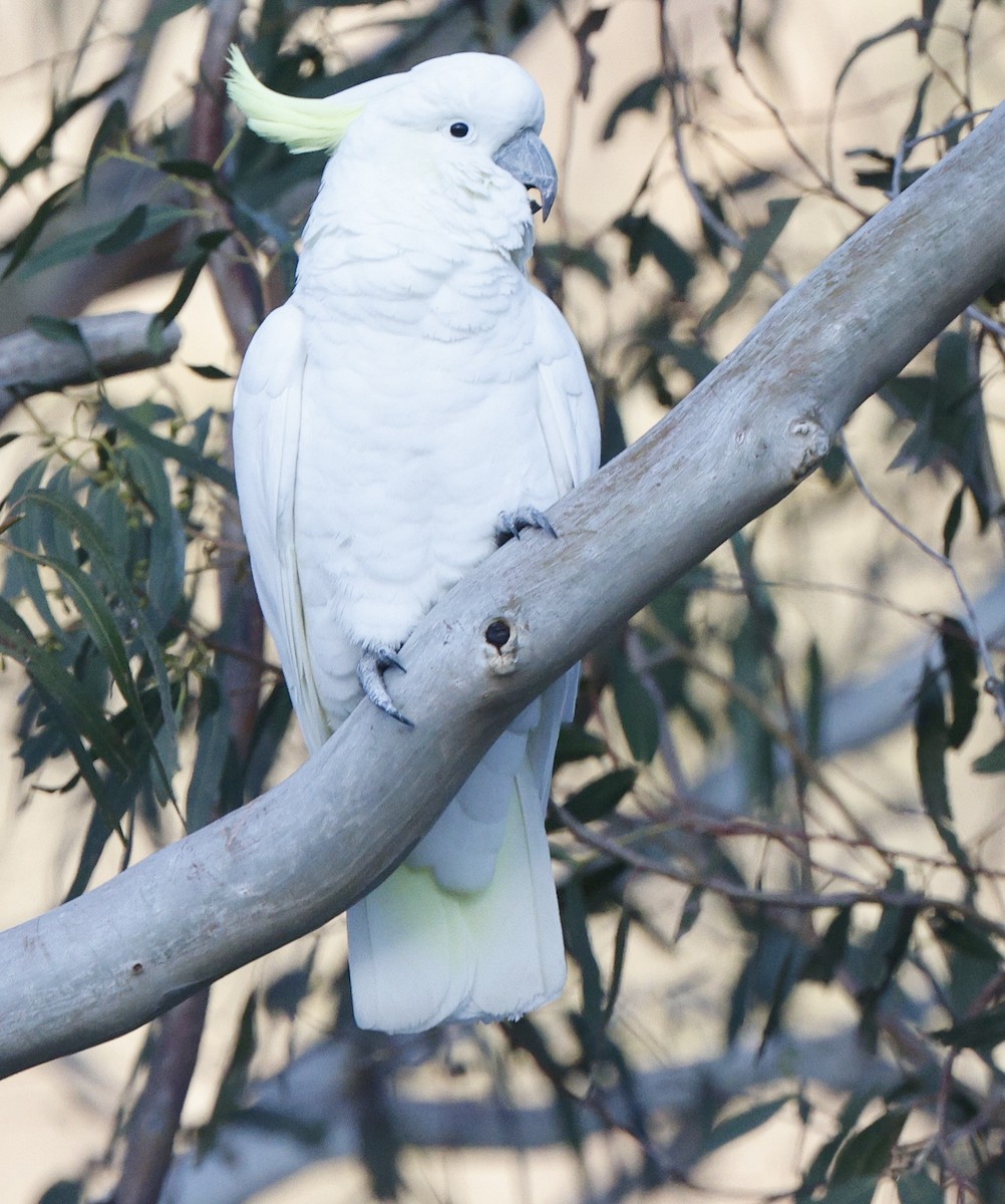 Sulphur-crested Cockatoo - ML638168577