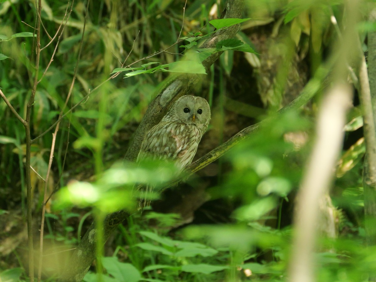 Ural Owl - ML638168580