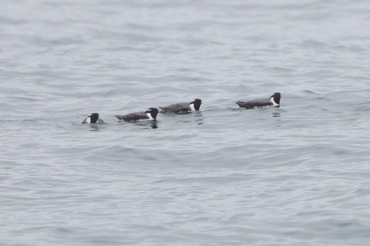 Ancient Murrelet - ML638168582