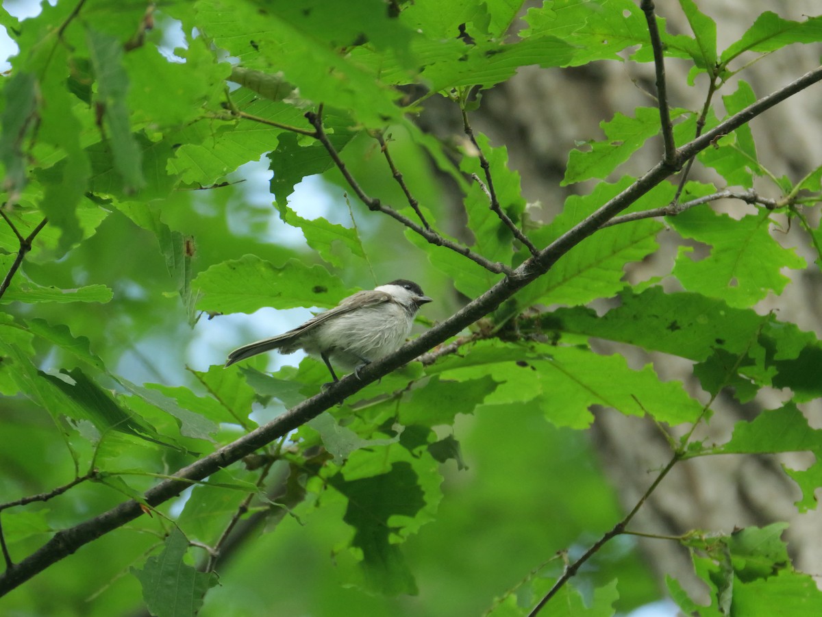 Marsh Tit - ML638168589