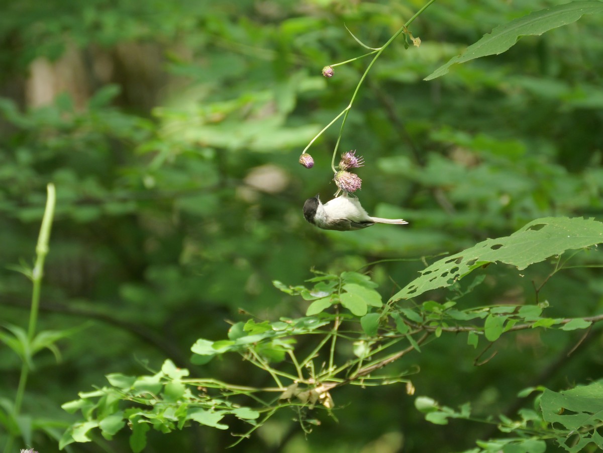 Marsh Tit - ML638168590