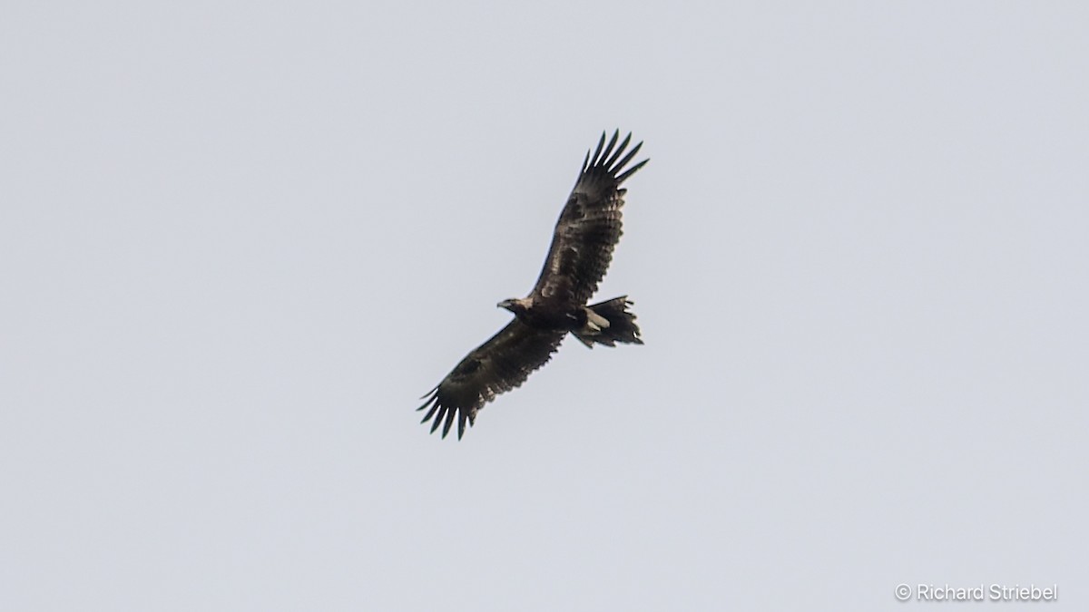 Wedge-tailed Eagle - ML638168595