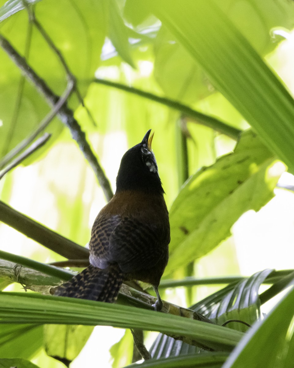 Bay Wren - ML638168597