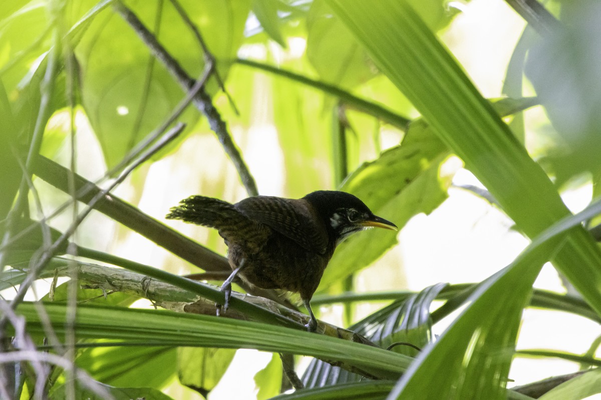 Bay Wren - ML638168598