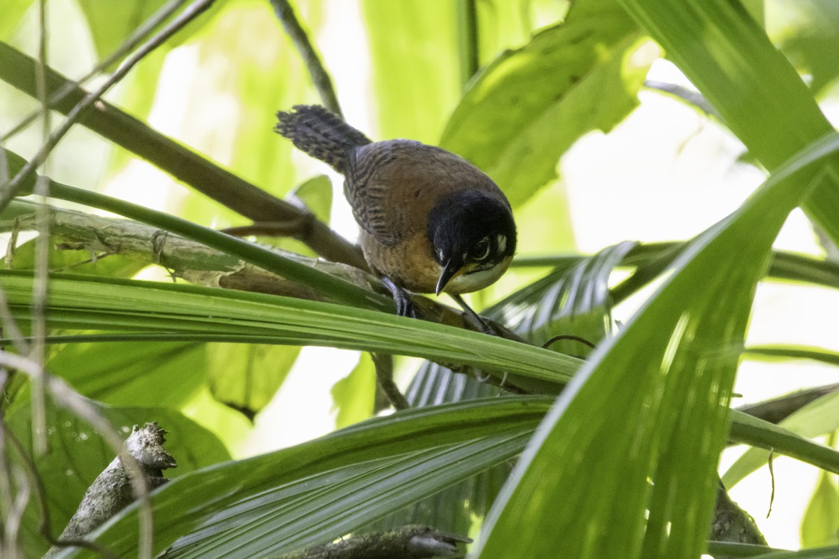 Bay Wren - ML638168599