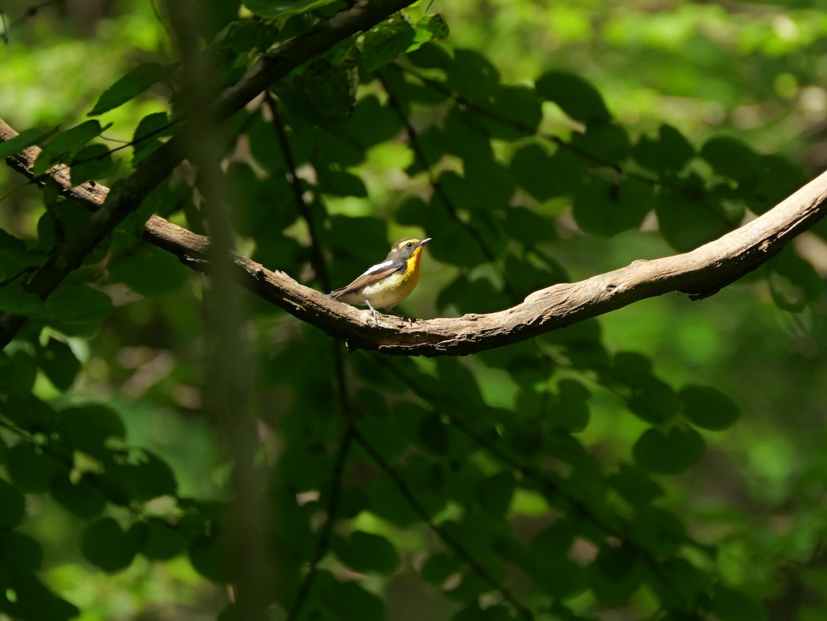 Narcissus Flycatcher - ML638168602