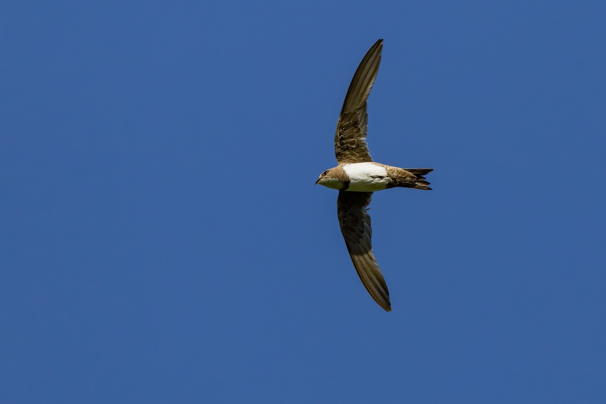 Alpine Swift - ML638168638