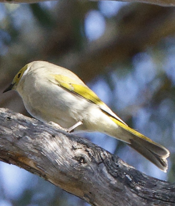 White-plumed Honeyeater - ML638168646