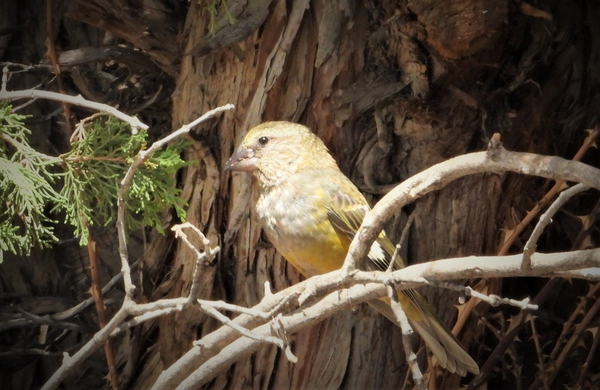 White-winged Grosbeak - ML638168658